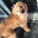 Sandie & Bailey 🐾 Goldendoodle - @sac_doodle_sisters - Instagram