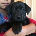 Sandie Bailey - @bailey_labrador_retrievers - Instagram
