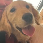 Sandy Simpson - @sandysimpsonwoof - Instagram