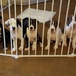 Sandy Webb - @thepuppymamma - Instagram