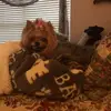 Annie - @sandiewrightkelly - TikTok