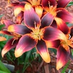 Sandie Wright Calhoun - @sandiewrightcalhoun - Instagram