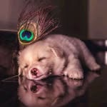 Sandipan Deb - @sandipandeb143 - Instagram