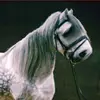 Lilly.und.die.ponys - @sandraabing - TikTok