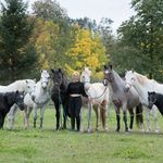 Sandra Abend * Ponystall Abend - @natural_horse_connection_abend - Instagram