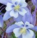 Sandra Acheson - Facebook