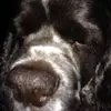 Sandra Affleck - @sandraaffleck - TikTok