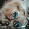 sandraahern1 - @sandraahern1 - TikTok
