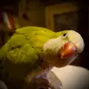 Nonnie - @sandra_ahmed0 - TikTok