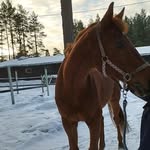 sandra.aho - @sandra._.aho - Instagram