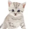 Sandra Alegre - @sandra.alegre48 - TikTok