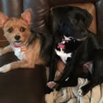 Sandra Alfred - @usandthepupsadventures - Instagram