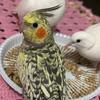 Sandra Amantes das Aves - @sandraamantesdasaves - TikTok