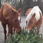 Sandra Apel-Kuhn - @apelkuhn_ - Instagram