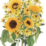 Sandra Wall Armitage - @watercolourflowers - Instagram