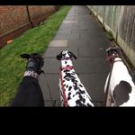 007 Dog Walking - @sandraarrowsmith007 - Instagram