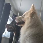 Sandra Ashmore - @ashmores - Instagram