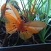 Sandy Atchison - Facebook
