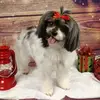 sandraattawaythom - @sandraattawaythom - TikTok