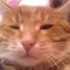Sandra Augustyn - @garfi1002 - TikTok
