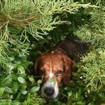 sandrabain - @sandrabainpets - Instagram