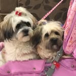 belinhacacau - @sandra.baldussi - Instagram