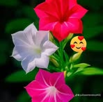 Sandra Baldez - Facebook