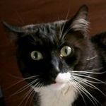 Sandra Baltes - @murkelinobaby - Instagram
