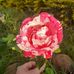 Sandra Beatris Baltes - Facebook