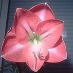 Sandra Banos - @sandra.banos.65 - Instagram