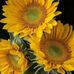 Sandra Barnhart - Facebook