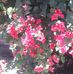 Sandra Baroni - Facebook