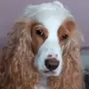Sandra Baudin - @priscillia573 - TikTok