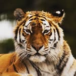 Sandra Bäumer - @crazy.tiger.girl - Instagram