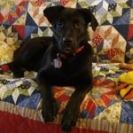 Sandra Bechtel - @conwaytheblacklab - Instagram