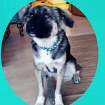 Sandra Bernhardt - @paracord_hundedesign - Instagram