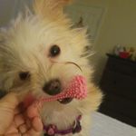 Sandra Bernstein - @bella_n_littlemama - Instagram