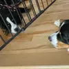Sandra et ses 2 boubous 🐶🐶 - @sandra_berube2 - TikTok