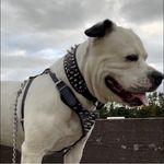 Sandra Bisson - @tiggsbiz - Instagram