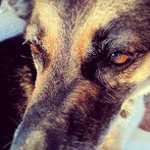 Sandy Bixler - @perstitt - Instagram