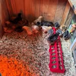 Sandra Renee Blanton - @theblantonfamilyhomestead - Instagram