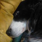 Sandra Bloomfield - @bloomfield2153 - Instagram