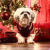 user6808270403774 - @sandrablue23 - TikTok