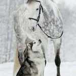 Sandra Blythe - @horsesnwolves - Instagram