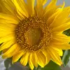 Sunflower778 - @sandrabode0 - TikTok