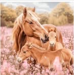 Sandra Boisvert - Facebook