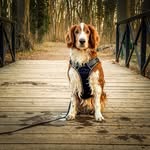 Sandra Bolte - @frauchenvomlinus - Instagram