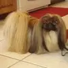 sandrasikesbonham - @sandrasikesbonham - TikTok