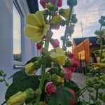 Sandra Borowicz - @tradgardgatan - Instagram