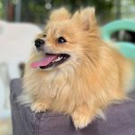 Sandra Borst - @winni_pom - Instagram